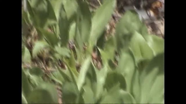 черемша с рыбой