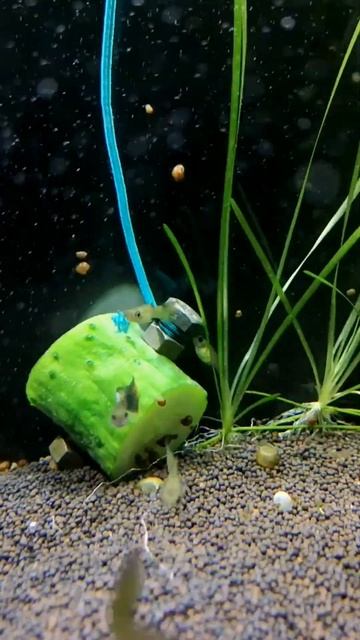 ЛОВЛЮ УЛИТОК КАТУШЕК НА ОГУРЕЦ смотреть онлайн