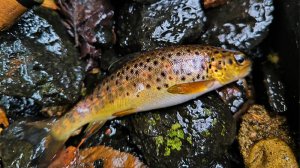 За форелью на лесные ручьи