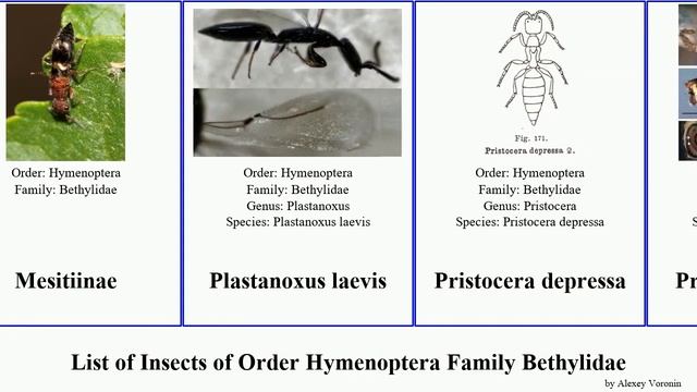 List of Insects of Order Hymenoptera Family Bethylidae niger laevis domesticus depressa Goniozus смотреть онлайн