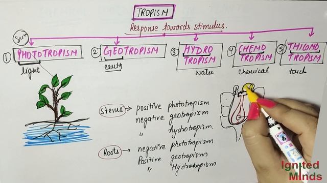 Class 10th Science | Coordination in Plants | Chapter 7 : Control and Coordination | NCERT смотреть онлайн