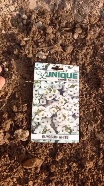 Alyssum flowers #alyssum #shorts #nature #Brassica #Brassicaceae family #winterfloweringplant смотреть онлайн