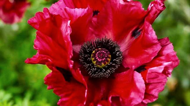 Chelsea Flower Show 2024: Garden Plants #chelseaflowershow #gardenideas #rhsbridgewater #2024 #vira