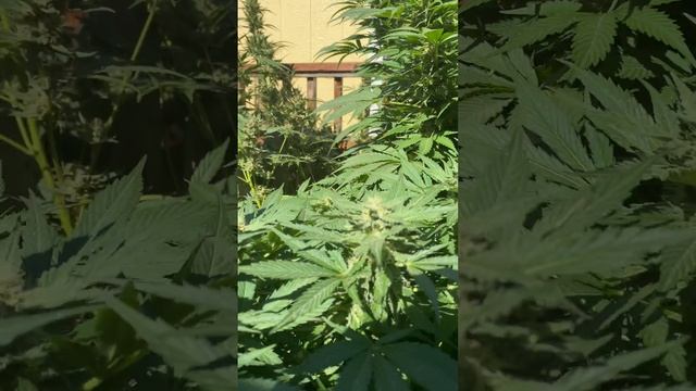 Outdoor Cookies Pulled Through The Wildfires смотреть онлайн