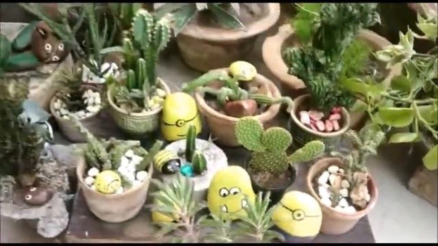 Cacti Collection | Bunny Ear, Creeping Devil, Mountain Ball Cactus, Thimble Cactus, Shafer's Opunti смотреть онлайн
