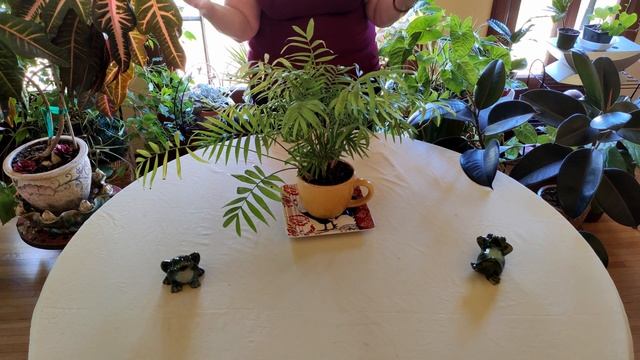 Parlor Palm History / Plant Stories смотреть онлайн