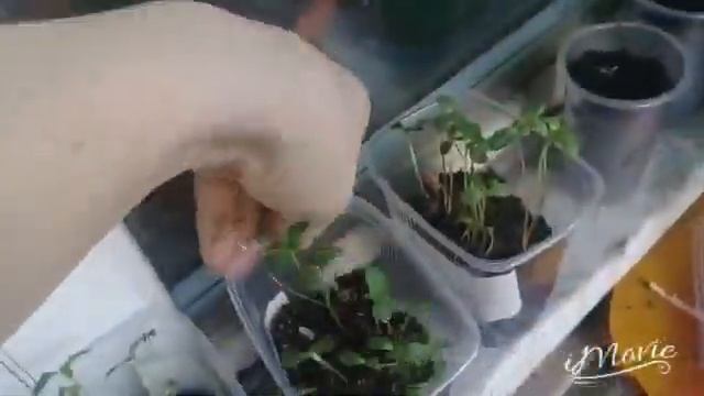 1 мая 2018 год рассада. Подросла. смотреть онлайн