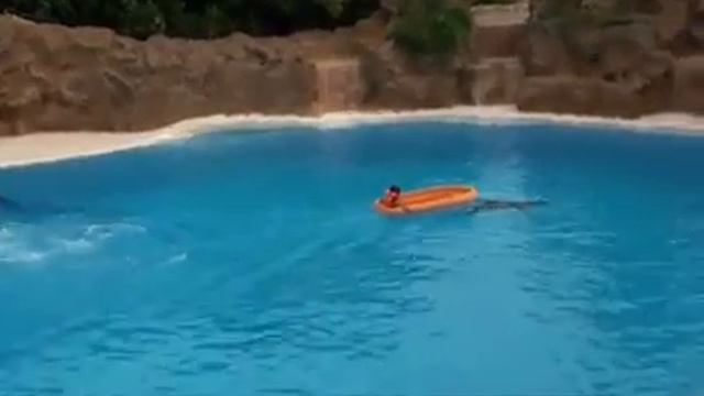 дельфины радуют людей смотреть всем!!! смотреть онлайн