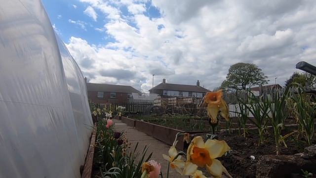 Gardening - Great New Idea For Potatoes in Containers смотреть онлайн