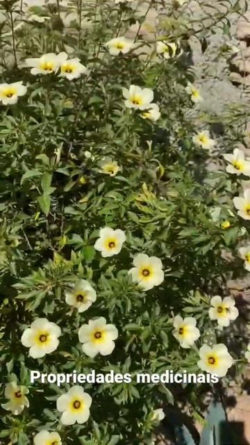 Benefícios medicinais da Chanana смотреть онлайн