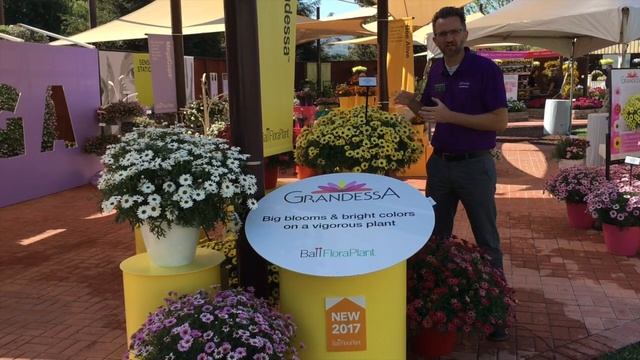 BFP TV: Grandessa Argyranthemum смотреть онлайн