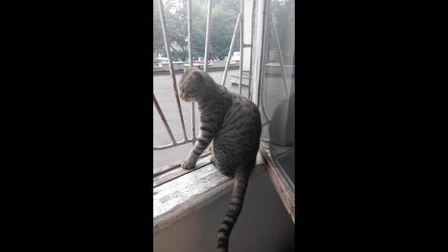 Леночки котики смотреть онлайн