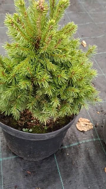 Ялини смотреть онлайн