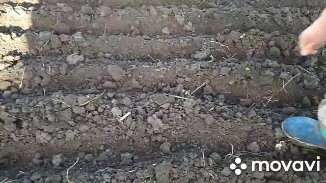 Висіваємо в відкритий грунт редиску та петрушку!!! смотреть онлайн