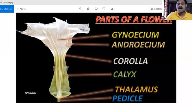 Family Solanaceae смотреть онлайн