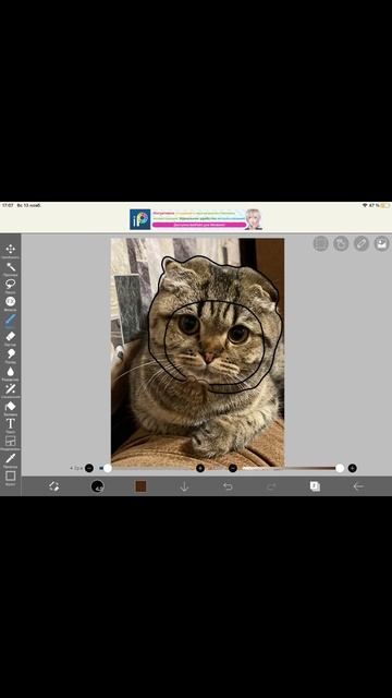 🐹🥑 авокотик 🥑 котик в шапочке авокадо 🐱 шотландский вислоухий котёнок 🐈🥑🐹 смотреть онлайн