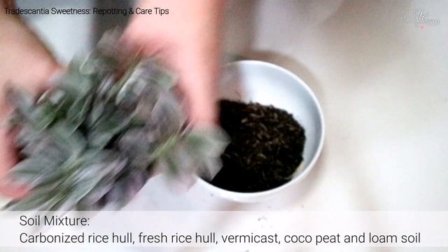 TRADESCANTIA SWEETNESS:Repotting And Care Tips