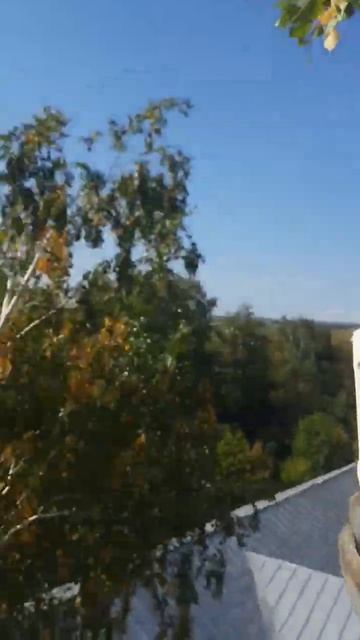 #arborist #arbochock #арборист #мастер смотреть онлайн