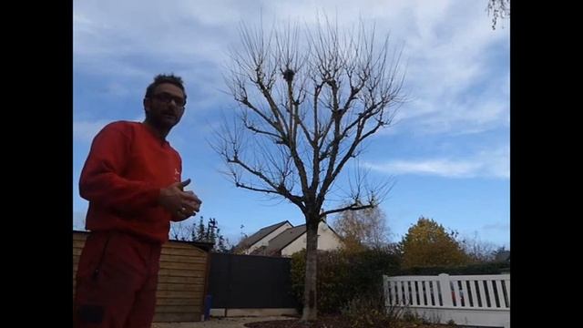 Démonstration de taille d'entretien d'un Erable en forme architecturée смотреть онлайн