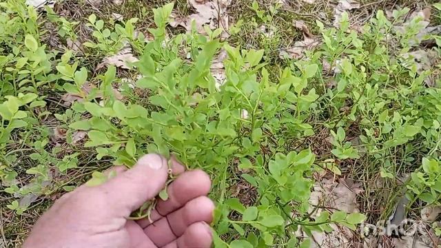 черника будет смотреть онлайн