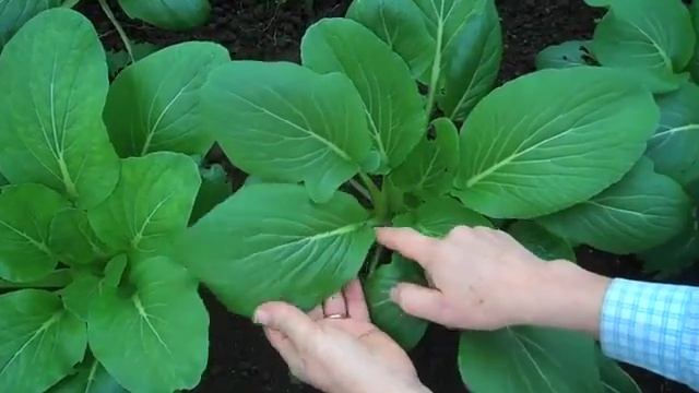 Komatsuna var. Green Boy смотреть онлайн