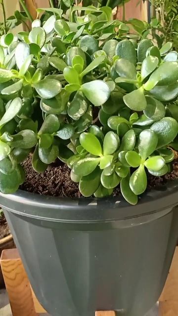 Crassula Ovata Plant смотреть онлайн