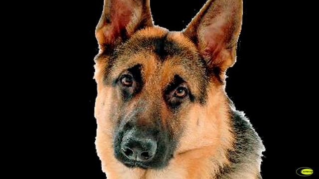 Собачники Нагорной смотреть онлайн