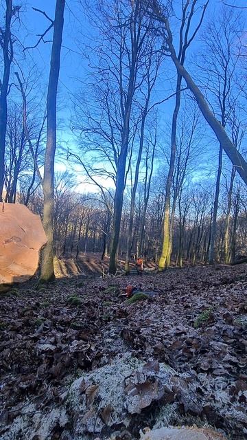 I hanged a Beech tree - Very dangerous Rattrap. смотреть онлайн