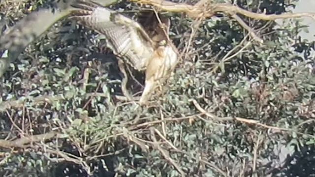 Red tailed hawk pruning eucalyptus ahead of imminent nest occupance March 4 2021 смотреть онлайн