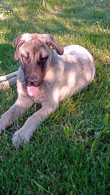 Kangal Грей. Після бою. (179) #kangal #грей #dog #кангал #leon смотреть онлайн