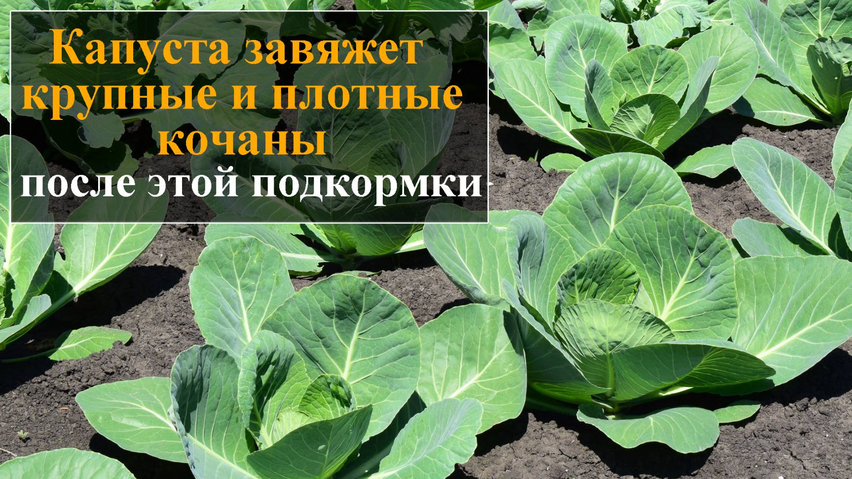 Капуста завяжет крупные и плотные кочаны после этой подкормки в июле смотреть онлайн