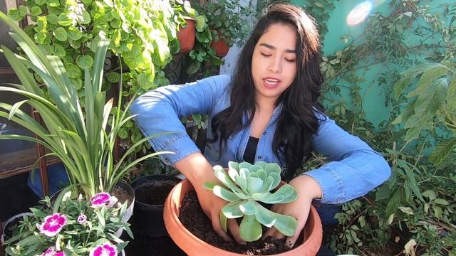 COMO HACER UN TERRARIO Y TRASPLANTANDO LAS NUEVAS PLANTAS / MELISA ZUJEY смотреть онлайн