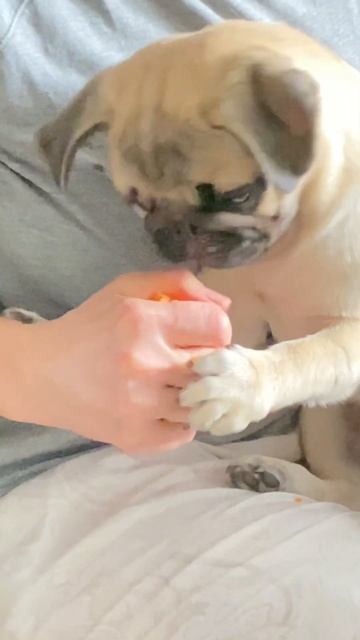 #pug #handsome #funny #cute #puglife #puppy #мопс #красавчик #собака #гуффи #shorts #shortvideo смотреть онлайн