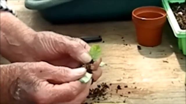Potting up Streptocarpus cuttings from a pot смотреть онлайн
