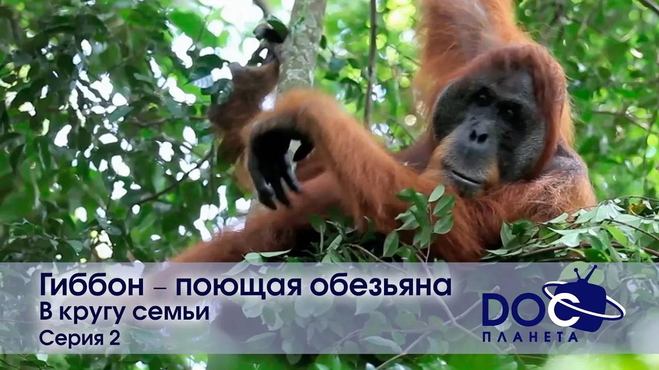 Гиббон - поющая обезьяна - Фильм 2. В кругу семьи - Документальный фильм смотреть онлайн