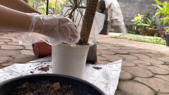 Philodendron Paraiso Verde смотреть онлайн