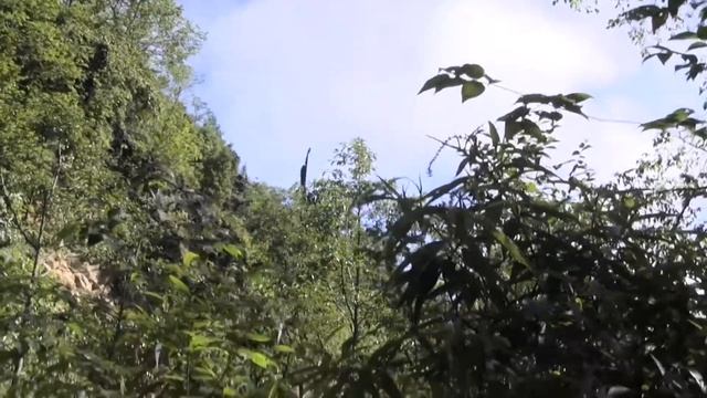Bhutanitis ludlowi in Eaglenest Wildlife Sanctuary смотреть онлайн