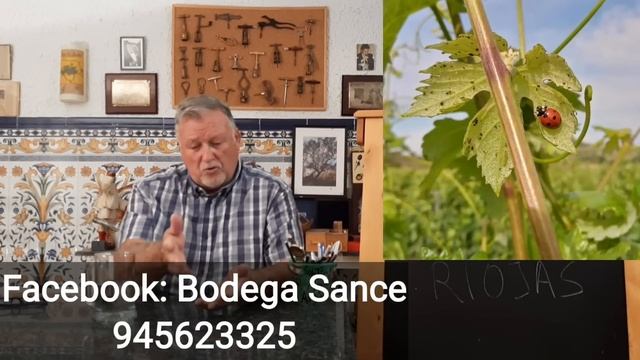 137 - Los mejores riojas, a juicio de los que más saben de Rioja. смотреть онлайн
