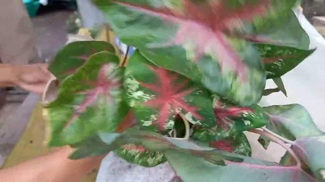 UNBOXING CALADIUM "FLATTER ME"/Online Purchase/From Bulacan смотреть онлайн