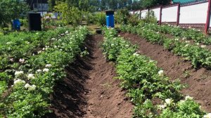 КАРТОШКА - посадка сдвоенными рядами - гарантия отличного урожая.