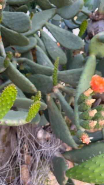 Opuntia big Cactus/Большой кактус Опунция/#shorts смотреть онлайн