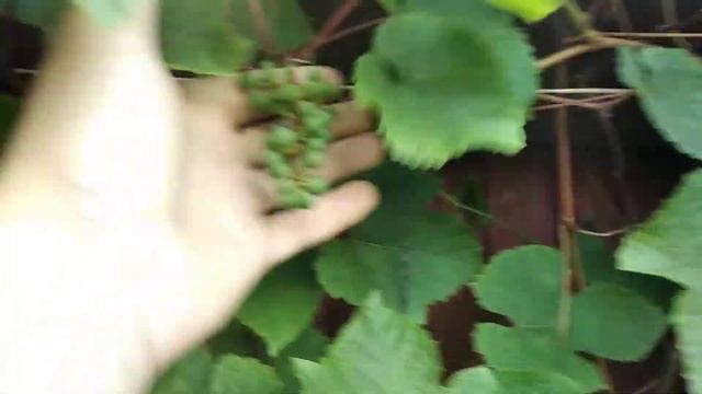 28.06.21 виноград завязался... смотреть онлайн