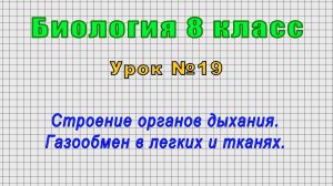 Биология 8 класс (Урок№19 - Строение органов дыхания. Газообмен в легких и тканях.)