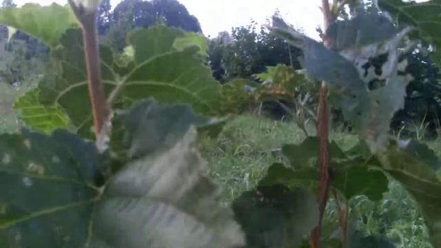 Peculiar bark of Turkish hazel / Nenavadno lubje turške leske смотреть онлайн