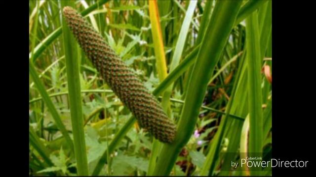 Igir shifobaxsh dorivor o simlik HD смотреть онлайн