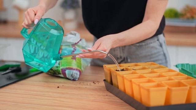 Когда пикировать рассаду земляники смотреть онлайн