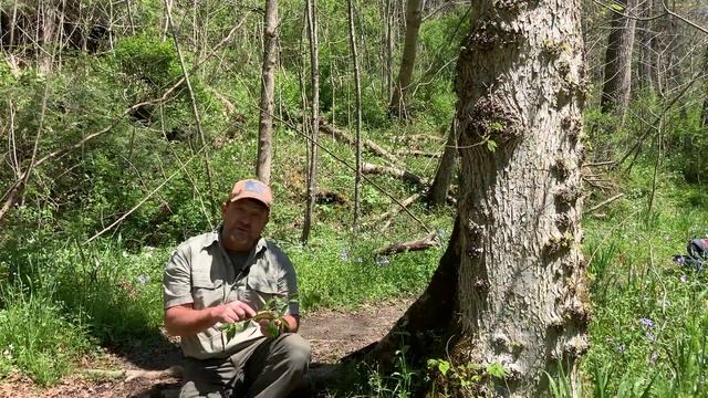 Tree ID Clip: American elm смотреть онлайн