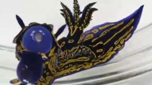 .... Самые необычные морские существа .....