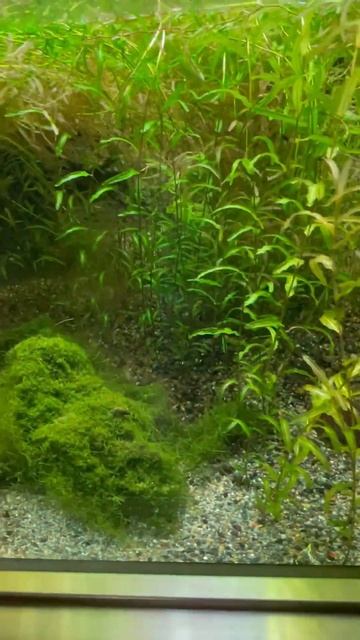 Moroko, Fresh water prawn, Curled Pondweed, Water grass at Aquatic park in Inokashira park zoo смотреть онлайн