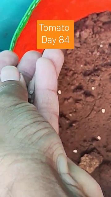 #365 Days Challenge #Day 84 How to grow Tomato #terrace #farming #Gardening #tomato #seeds # #short смотреть онлайн